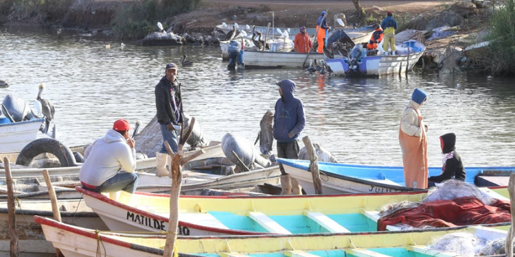 Posiciona Durazo a Sonora como líder nacional en producción de camarón