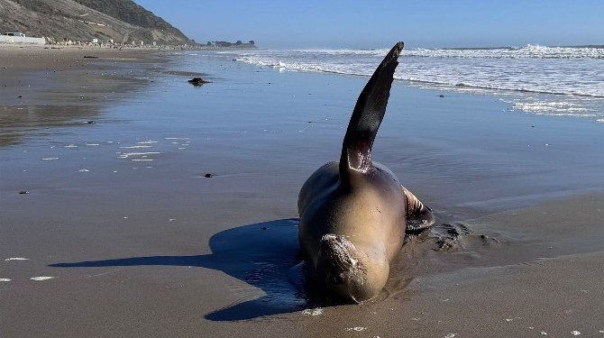 Muerte de lobos marinos y delfines aumenta por proliferación de microalga tóxica