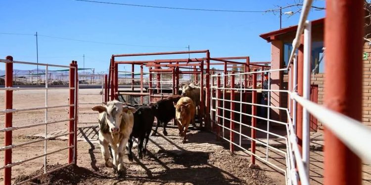 Sonora realiza sin contratiempos exportación de ganado a EU