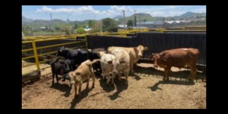 EU amenaza con restringir la importación de ganado mexicano por el gusano barrenador