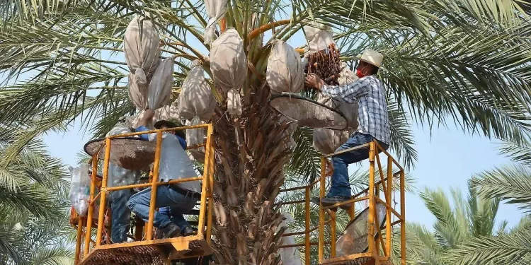 Dátil de SLRC impulsa a México al top mundial por valor de exportación