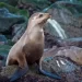 Desenmallan y liberan tres lobos marinos en la Isla Consag en BC