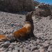 Liberan a 17 lobos marinos capturados en pesca ilegal; redes les provocan heridas graves