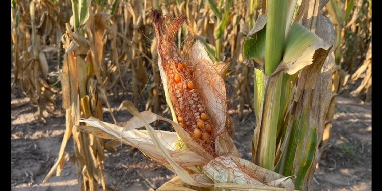 México sufrirá la peor caída en producción de granos en 25 años