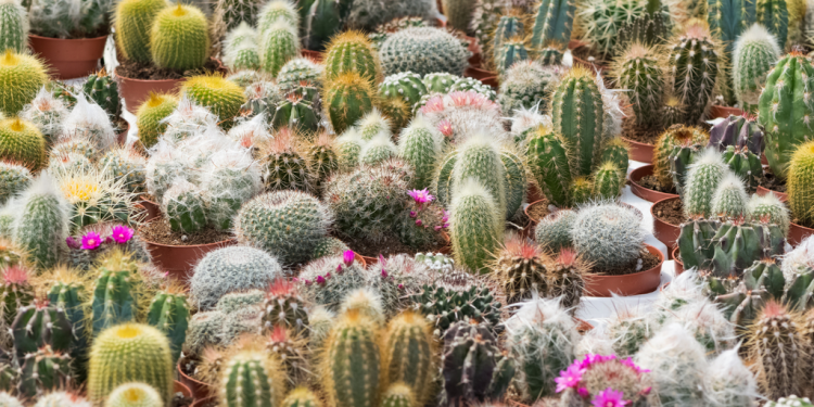 ¿Tienes este cactus en casa? Estas especies están en peligro de extinción y esta es la cifra de la multa
