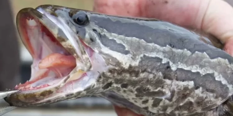 Pez cabeza de serpiente genera alarma: respira aire, camina por tierra y amenaza ecosistemas