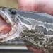 Pez cabeza de serpiente genera alarma: respira aire, camina por tierra y amenaza ecosistemas