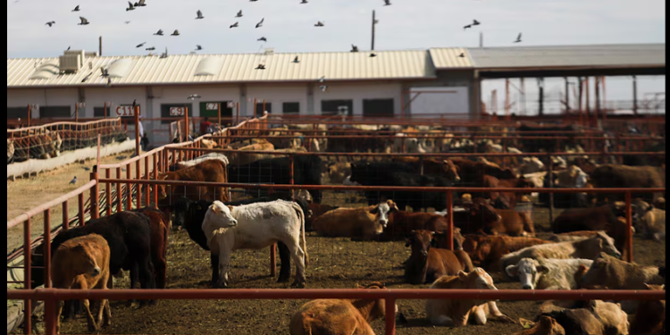 La plaga del gusano barrenador abre un nuevo frente de disputa entre el Gobierno de Trump y México