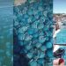 ¡Impresionante! Aguamalas azules invadieron el mar de Sonora