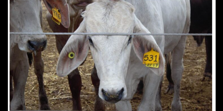 El regreso del gusano barrenador