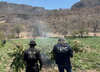 Destruyen plantío de marihuana en Sonora; incineran 21 toneladas de droga