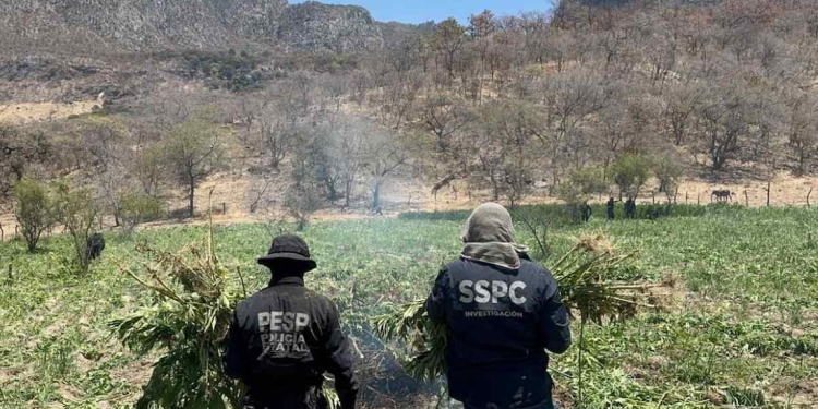 Destruyen plantío de marihuana en Sonora; incineran 21 toneladas de droga