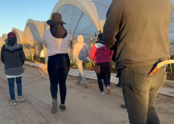 San Quintín 10 años después: persisten el abuso laboral, las malas prestaciones y el maltrato