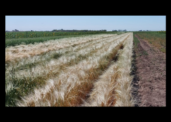 “Rescatan” del rentismo 4 mil hectáreas propiedad de los pueblos Yaquis a través de apoyos de SADER