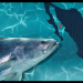 ¿Por qué está prohibida la pesca de totoaba en golfo de California?