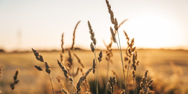 ‘Se muere’ la actividad agrícola del sur de Sonora; redujo 90% sus labores en el valle del Mayo y el Yaqui