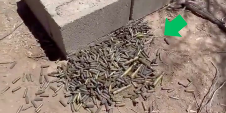 Hallan ‘nido’ de casquillos: Madres buscadoras documentan nuevo rastro de violencia