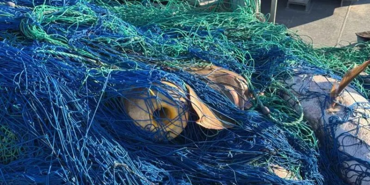 Marina libera 17 totoabas y asegura kilómetros de redes en Alto Golfo de California