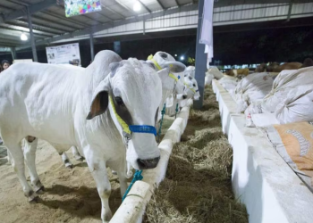 Ahora, ganaderos piden cierre de fronteras del sur por gusano barrenador; acusan entrada ilegal de ganado