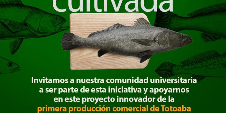 Abren venta de totoaba para universitarios; 280 pesos por kilo