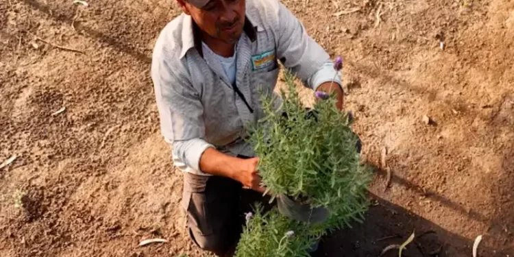 Deportados por Trump buscan comenzar de nuevo en México