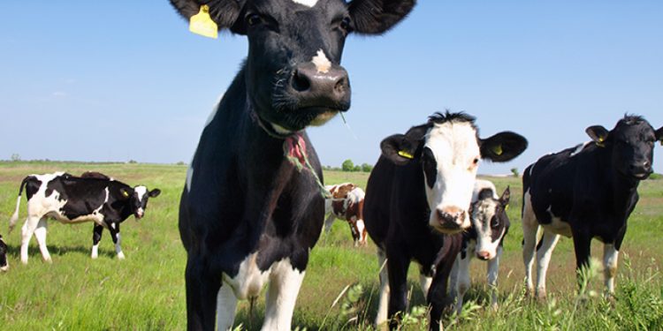 Ganaderos de México proponen a Sheinbaum cerrar frontera con Guatemala para “frenar” al gusano barrenador