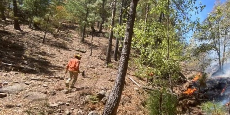 Se mantienen activos 4 incendios forestales en sierra de Sonora; brigadistas combaten las llamas