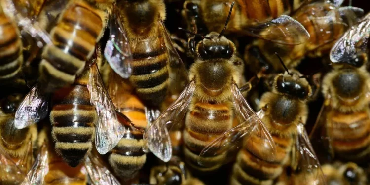Trasladan en Helicóptero a Trabajadores tras Ser Picados por Enjambre de Abejas en Bacanuchi