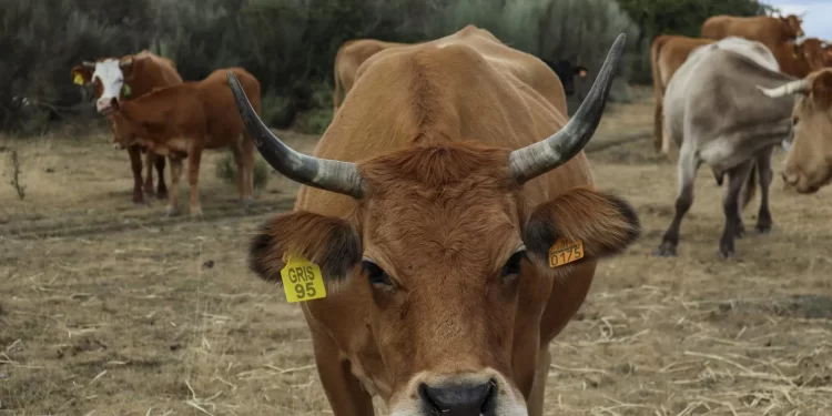 Sonora refuerza medidas sanitarias por gusano barrenador