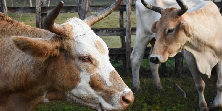 Se reforzará estrategia gubernamental contra gusano barrendor: GCMA