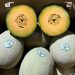 Comienza la cosecha de melón Cantalupo y Honeydew en Sonora