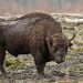 Regresa el bisonte a Janos tras un siglo y revitaliza el ecosistema