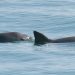 La asombrosa vaquita mexicana, una batalla contra la extinción | Pt. 1
