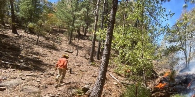 Incendios forestales que afectan sierra de Sonora se extienden a Chihuahua