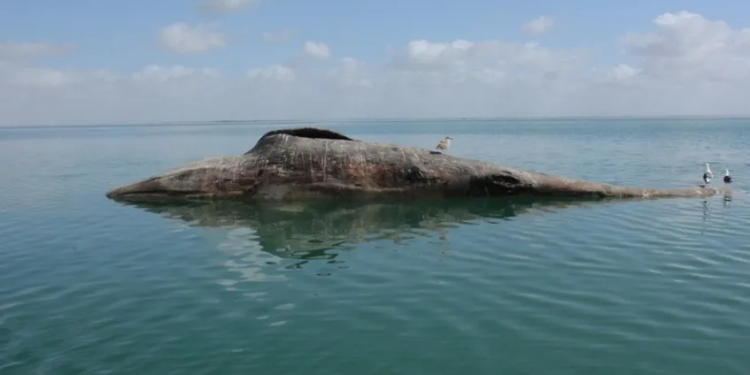 Reportan 91 ballenas grises muertas en Pacífico mexicano: la cifra más alta desde 2020