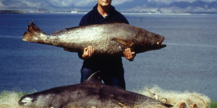 La asombrosa vaquita mexicana, una batalla contra la extinción | Pt. 2 