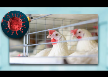 México suspende importación de productos del pollo y aves con Brasil por reportes de gripe aviar