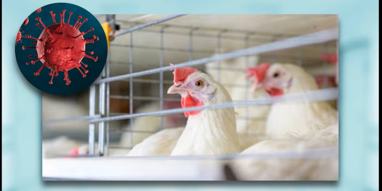 México suspende importación de productos del pollo y aves con Brasil por reportes de gripe aviar