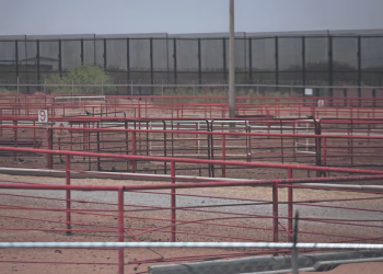 Piden que Ejército pare el trasiego ilegal de ganado