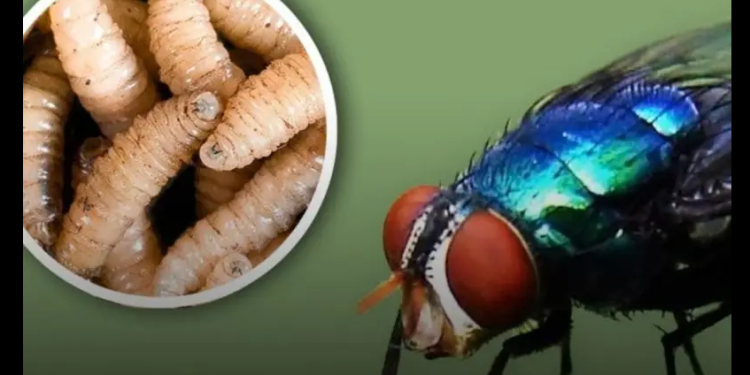 Confirman segundo caso humano de gusano barrenador en Chiapas