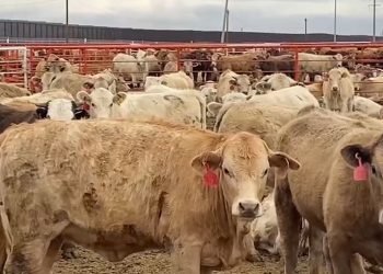 Gusano barrenador e impuesto a remesas suman incertidumbre a economía mexicana: Imef