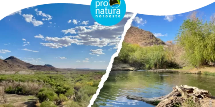 Corredor Verde Río Sonora: un proyecto para transformar Hermosillo