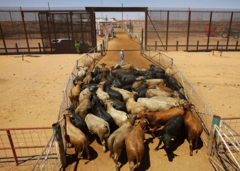 EEUU comunica a México la suspensión por 15 días a la importación de ganado por el gusano barrenador