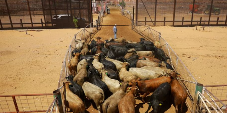 EEUU comunica a México la suspensión por 15 días a la importación de ganado por el gusano barrenador