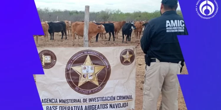 Van 15 denuncias por robo de ganado en Sonora en lo que va del año