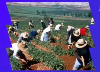 Destina Gobierno Federal $75 millones a reconversión de cultivos para el ahorro de agua en Sonora
