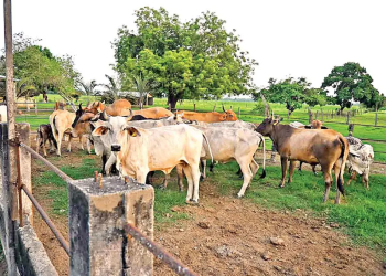 Ganaderías sacan jugo a tráfico vacuno… y se cuela el gusano barrenador