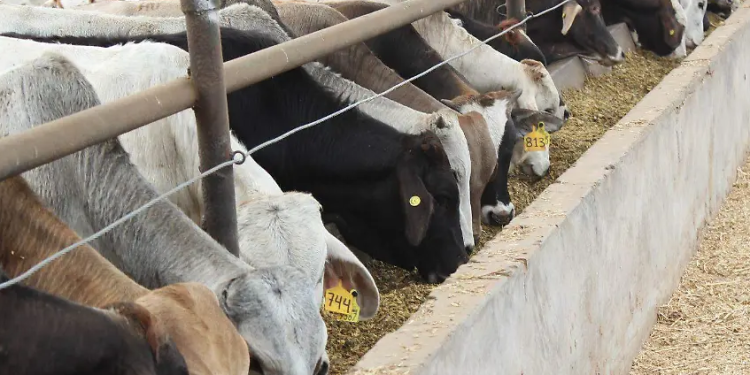 Agricultura de México y EU hablarán sobre ganado y campaña contra el gusano barrenador