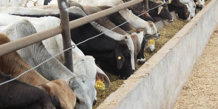 Avance en conversaciones con EU para reabrir frontera al ganado mexicano: CSP