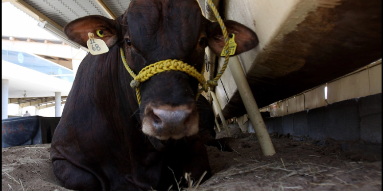 Cierre de fronteras a exportaciones de ganado de EU por gusano barrenador ‘dañará’ economía mexicana: IMEF